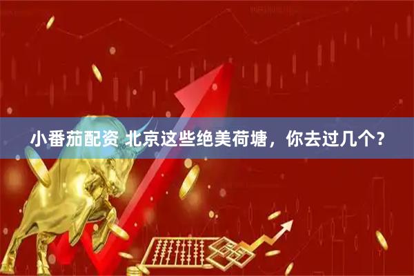 小番茄配资 北京这些绝美荷塘，你去过几个？